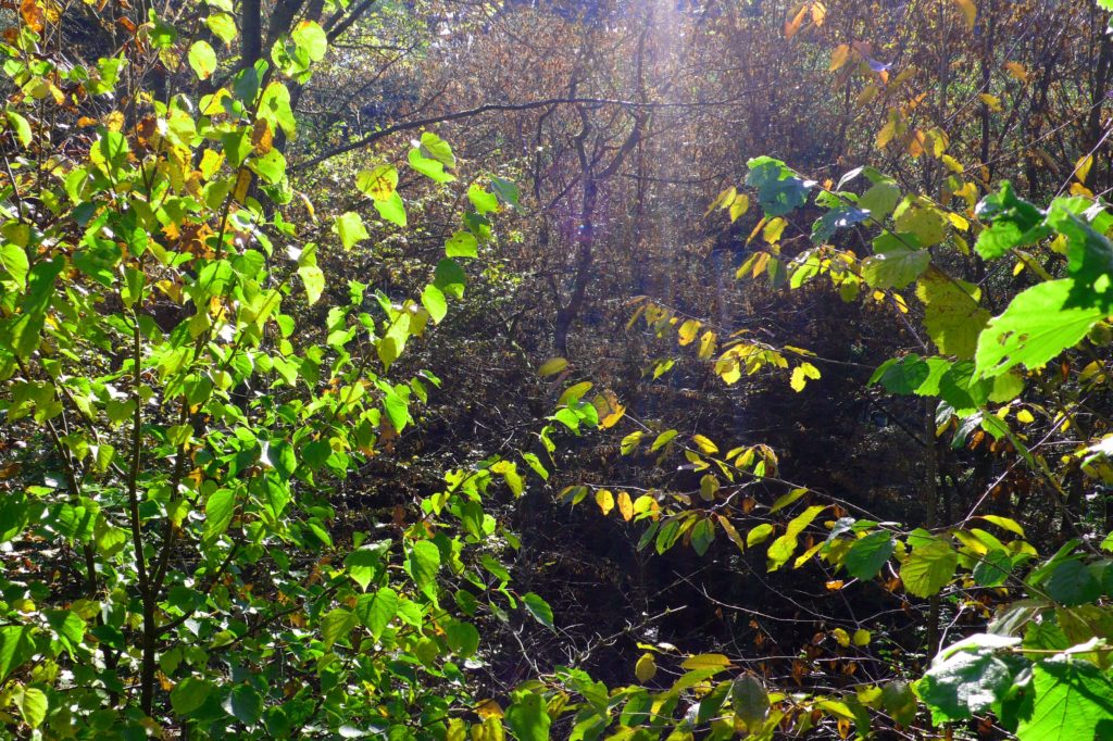 Junge Laubbäume im sonnigen Wald